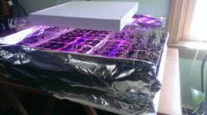 Tin foil seedlings